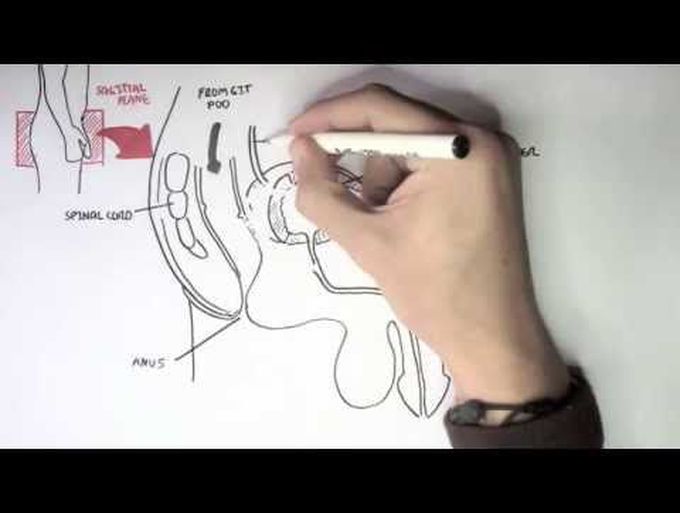 Anatomy of the Male Reproductive System