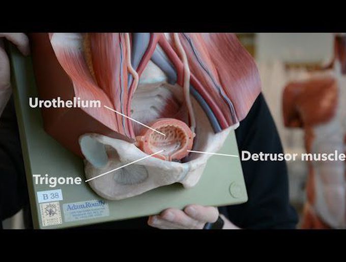 Anatomy of the Urinary Bladder