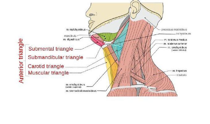 Triangles of neck.