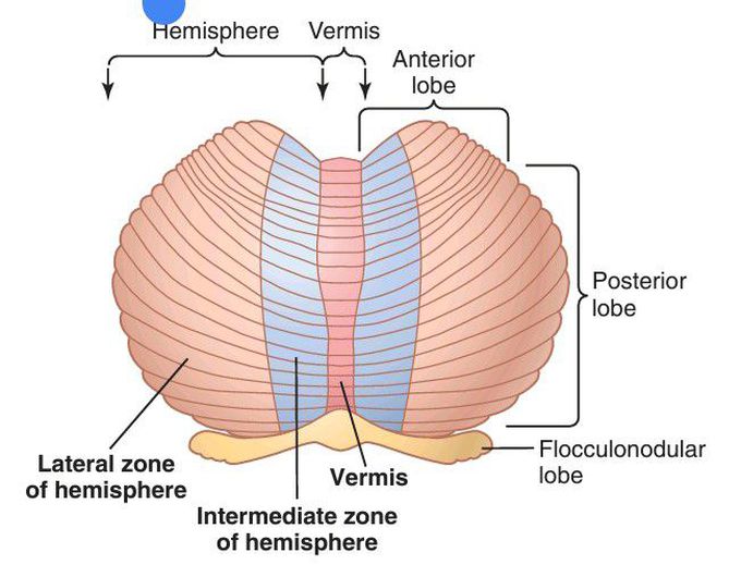 Cerebellum