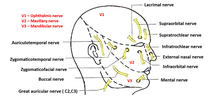This is how nerve supply of face looks like!