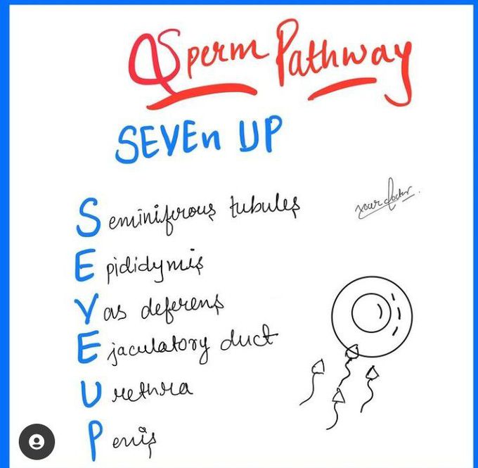 Sperm pathway