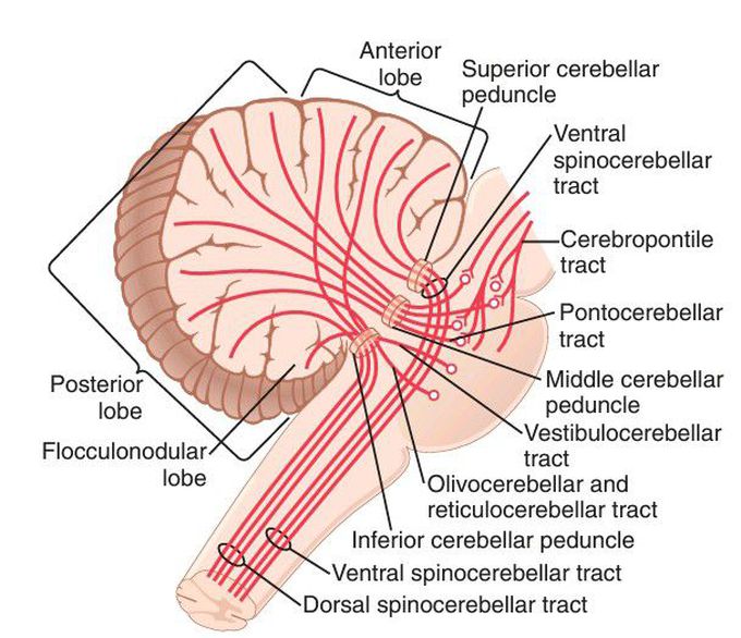 Cerebellar tracts