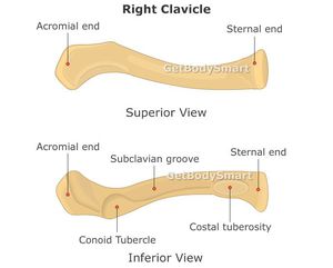 CLAVICLE : 1st bone to ossify,It has no medullary cavity,it - MEDizzy