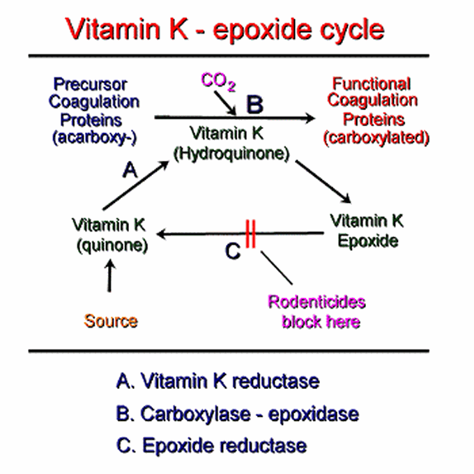 Vitamin K- epoxide cycle