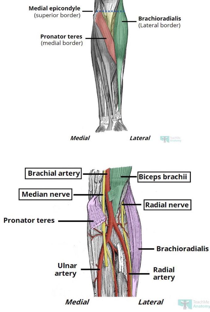 pronator teres and brachioradialis