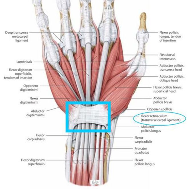 Flexor Retinaculum