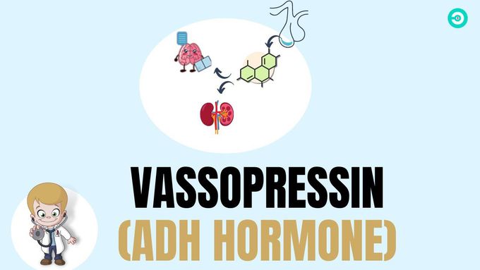 Vassopressin (ADH hormone) : secretion, physiology and fuctions