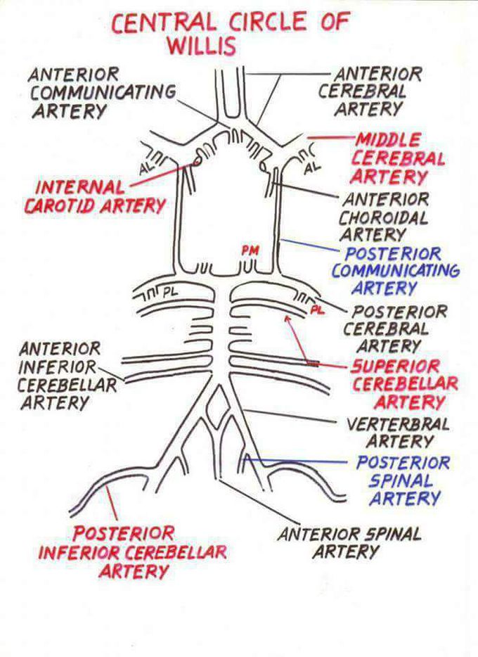 Circle of willis - MEDizzy