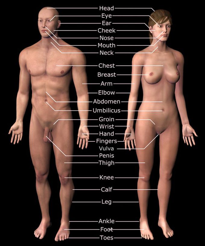Human anatomy system