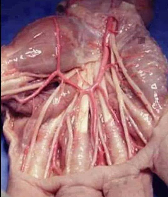 Anatomy Of Hand