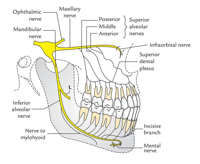 Course of inferior alveolar nerve