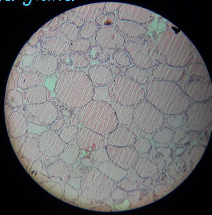 Histology quiz