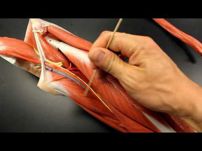Anatomical model description of Medial Thigh Muscles.