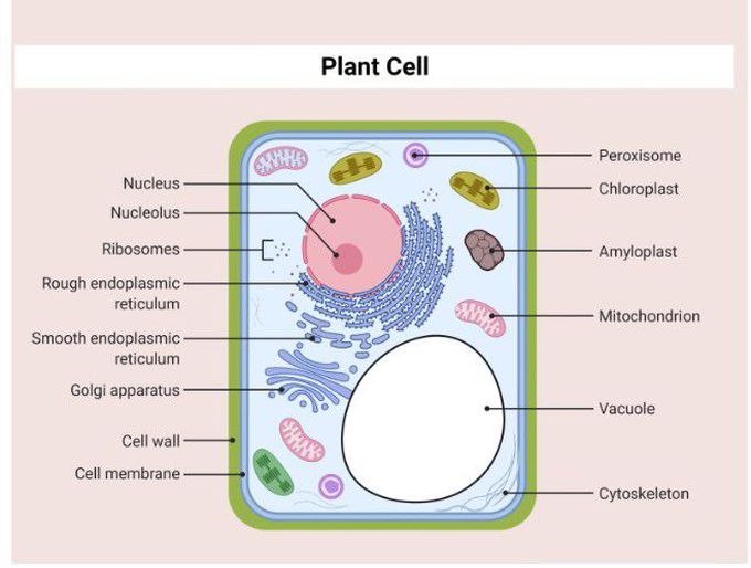 Parts of Plant Cells