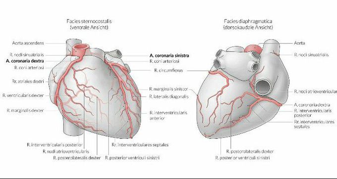  coronary arteries