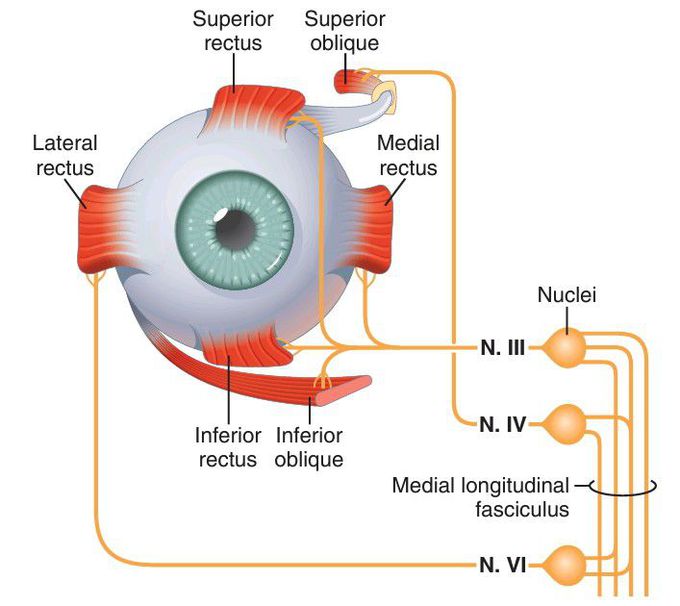 Eye muscles and innervation