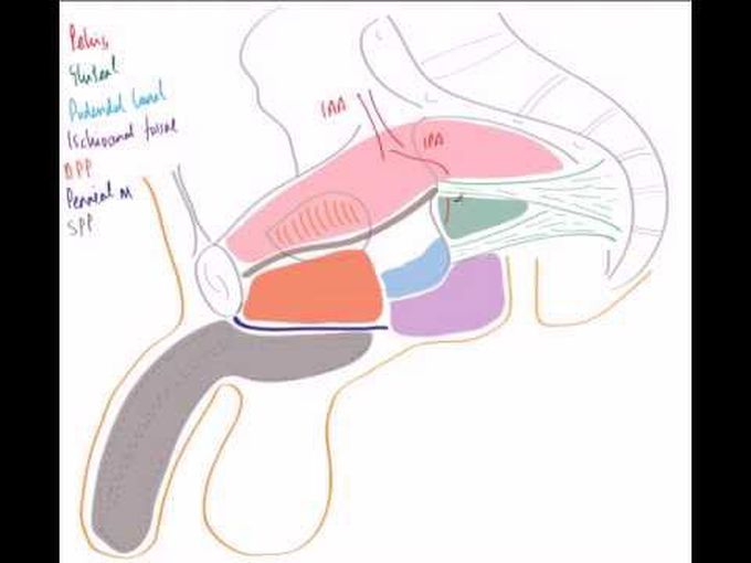 Course and Branches of Internal Pudendal Neurovasculature
