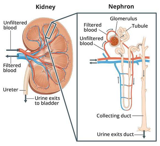 Treatment of nephrotic syndrome - MEDizzy