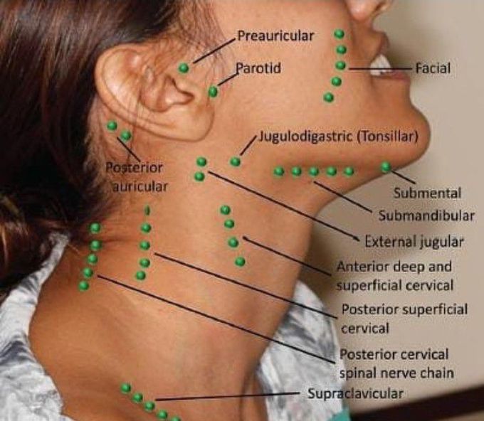 Lymph nodes distribution - MEDizzy