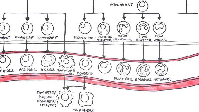 Haematopoesis and Myeloproliferative Disorder   Overview