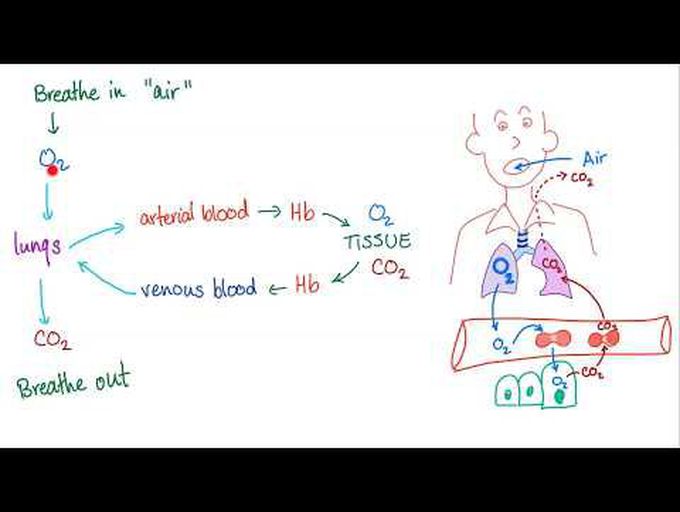 Ventilation (V), Hypoventilation & Hyperventilation | Pulmonary Medicine
