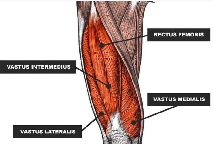 Quadriceps Femoris