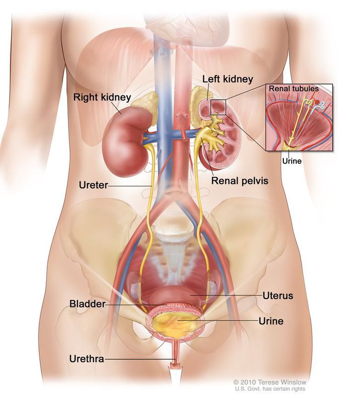 Female Urinary System Anatomy