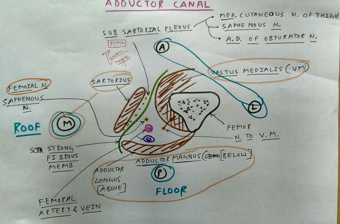 Adductor Canal