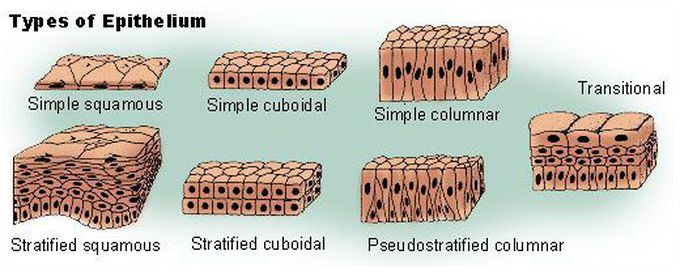 Types of epithelium.