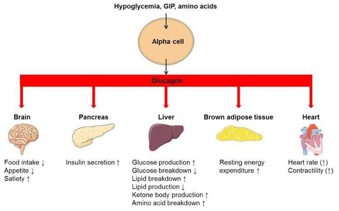 Glucagon Effect