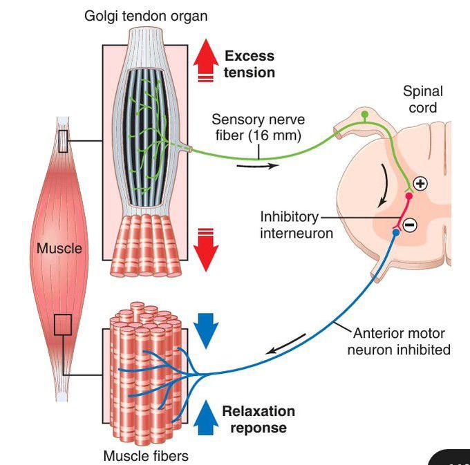 Golgi tendon reflex