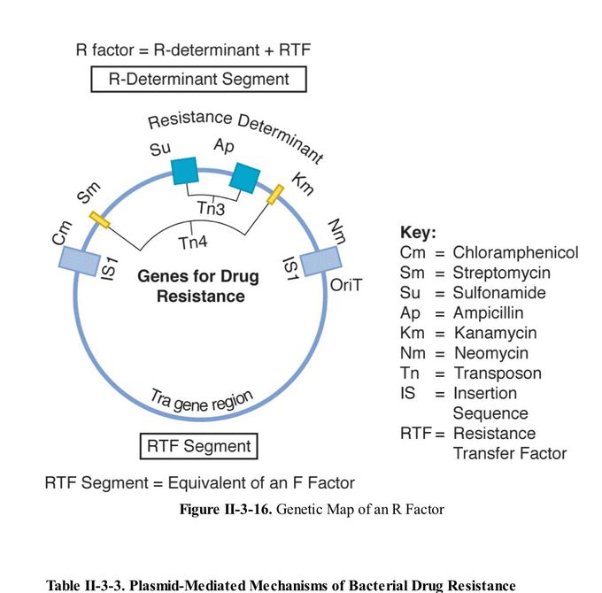 Bacterial drug resistance