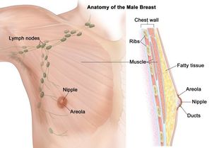 Breast cancer (male) - MEDizzy