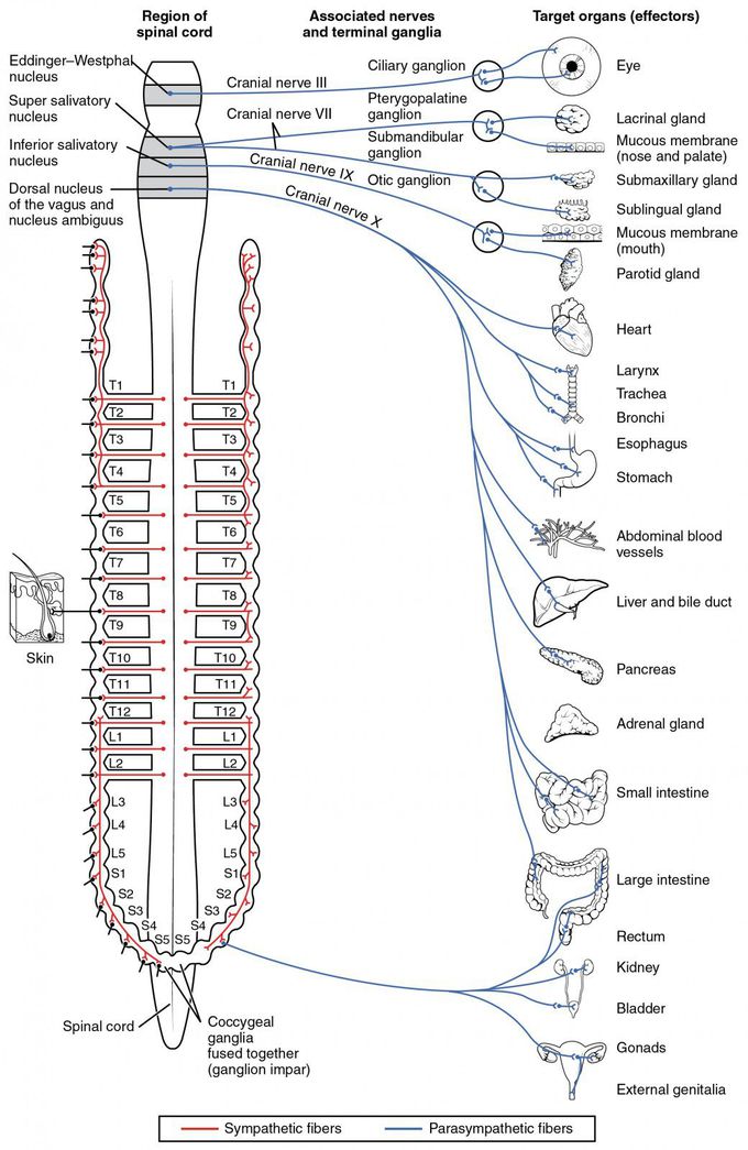 Parasympathetic nerve supply to organs