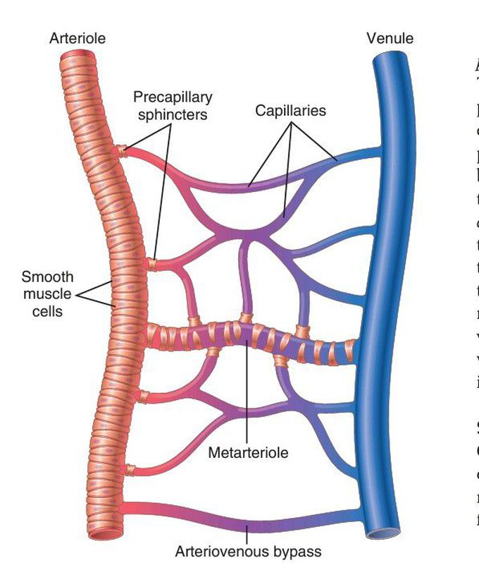 Microcirculation