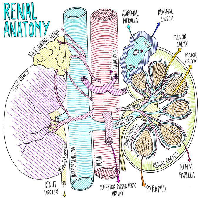 Renal blood supply