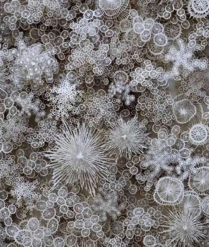 Snowflakes under a microscope!❄️