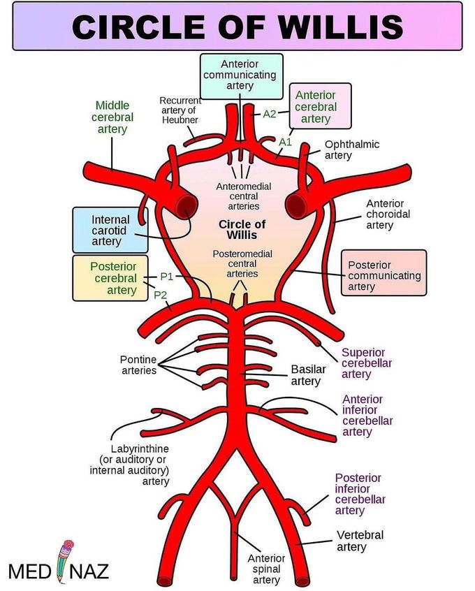 Circle of Willis