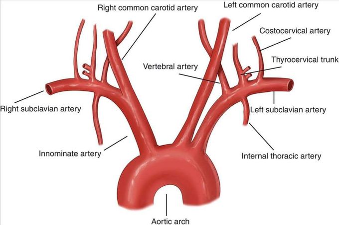 Arch of aorta