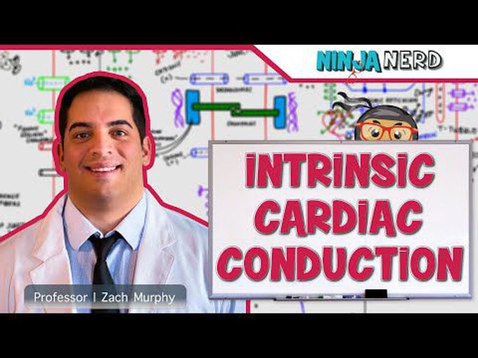 Intrinsic electrophysiology of heart