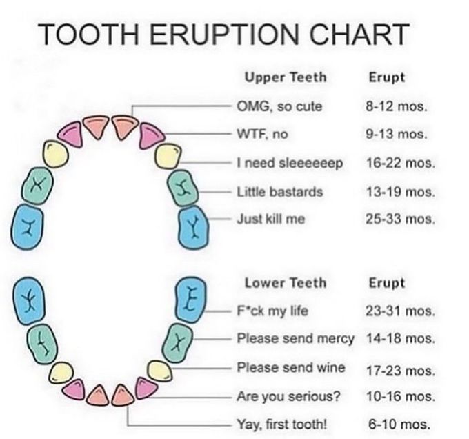 Tooth Eruption Chart