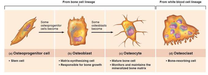 Functions of Bone Cells