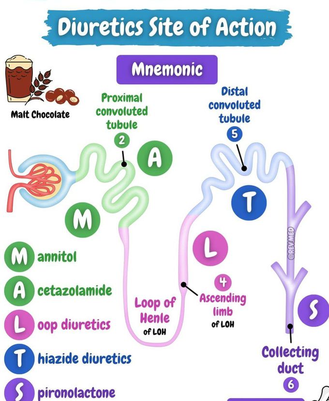 Diuretics Site of Action I