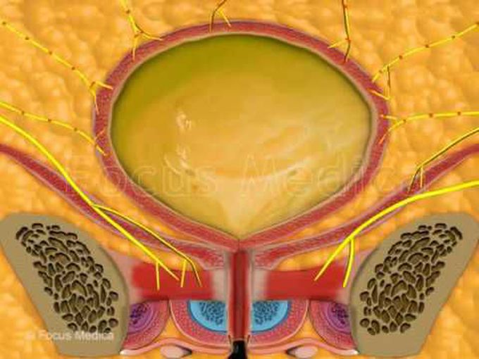 Detrusor Muscle: Short Overview