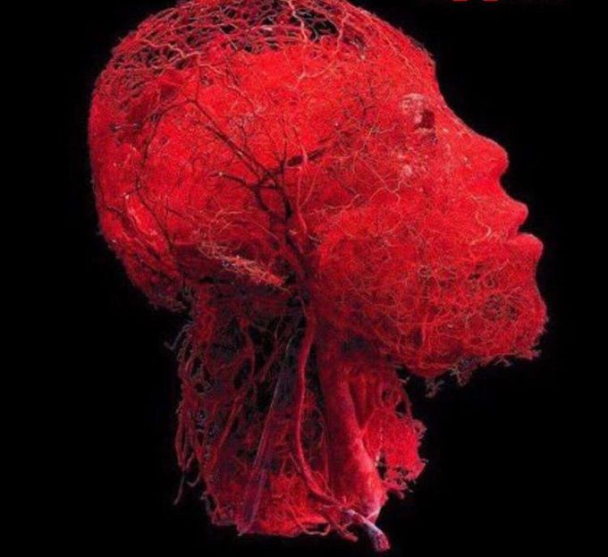 Blood supply of head