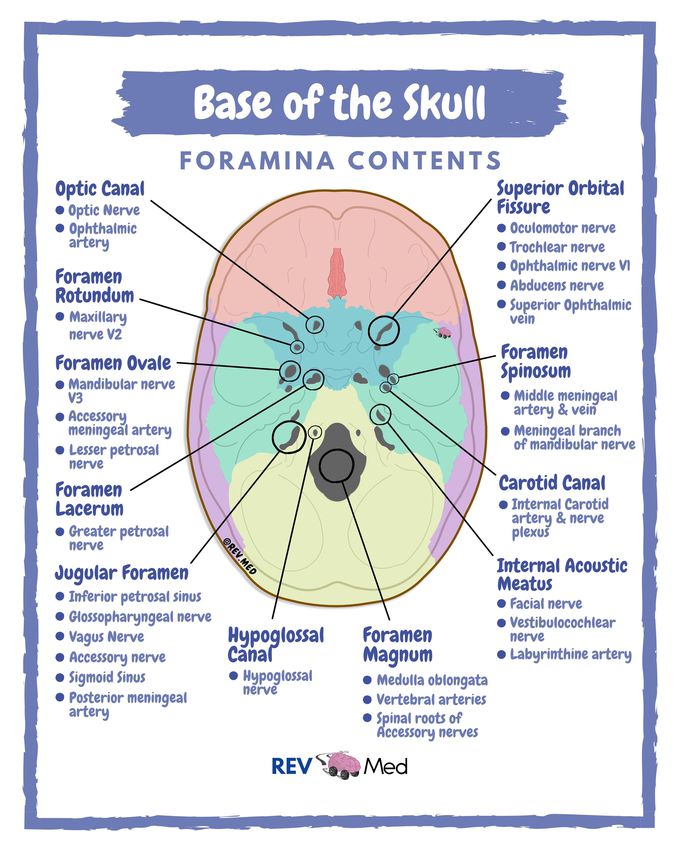 The Skull Foramina & Content - Anatomy