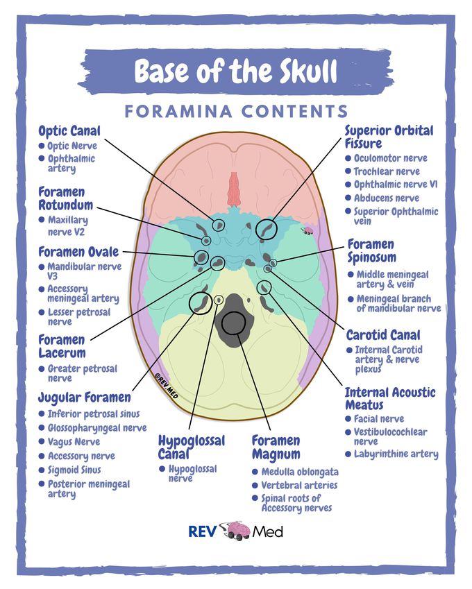 Foramen Ovale Skull