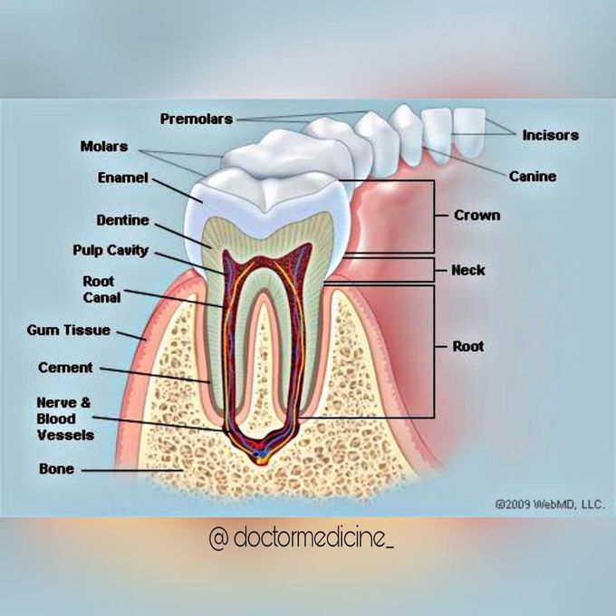 Dental Anatomy.