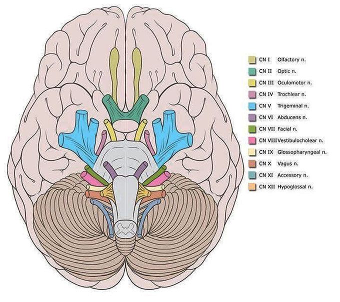 Cranial nerve roots